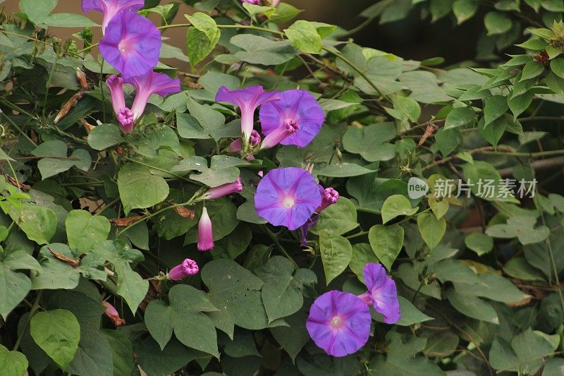 The morning glory can be symbolic of strength, giving a person the power to realise their hopes